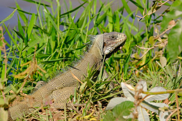 Green Iguana, Iguana Iguana, also known as the American Iguana, Pantanal, Porto Jofre, Mato Grosso, Brazil