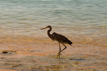 Western reef heron (Egretta gularis) also called the western reef egret. The bird catches fish on the shoreline of the Red Sea.