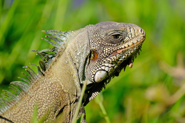Green Iguana, Iguana Iguana, also known as the American Iguana, Pantanal, Porto Jofre, Mato Grosso, Brazil
