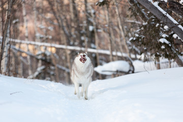 Happy and crazy siberian husky dog with tonque hanging out running on the snow in the winter forest