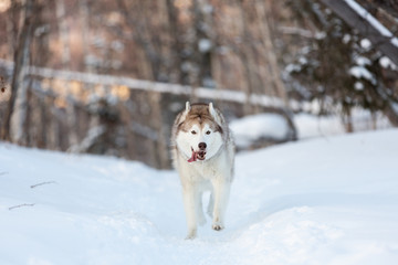 Happy and cute siberian husky dog with tonque hanging out running on the snow in the winter forest