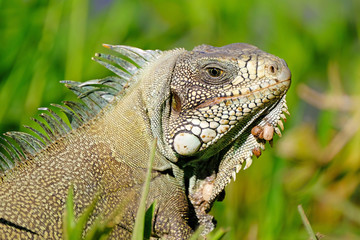 Green Iguana, Iguana Iguana, also known as the American Iguana, Pantanal, Porto Jofre, Mato Grosso, Brazil