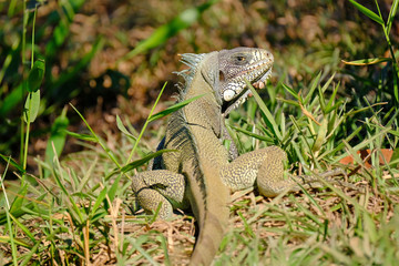 Green Iguana, Iguana Iguana, also known as the American Iguana, Pantanal, Porto Jofre, Mato Grosso, Brazil