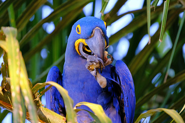 Hyacinth Macaw, Anodorhynchus Hyacinthinus, or Hyacinthine Macaw, Pantanal, Mato Grosso do Sul,...