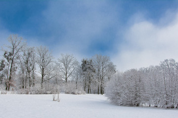 Fototapeta na wymiar piękna zima w lesie