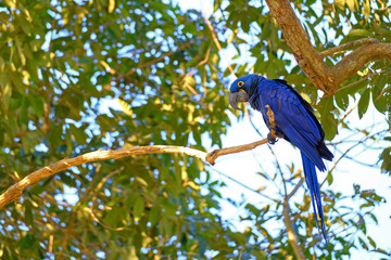 Hyacinth Macaw, Anodorhynchus Hyacinthinus, or Hyacinthine Macaw, Pantanal, Mato Grosso do Sul, Brazil
