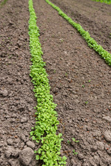 Line of gardening bed with red radish growing in early spring. Organic healthy food. Selective focus.