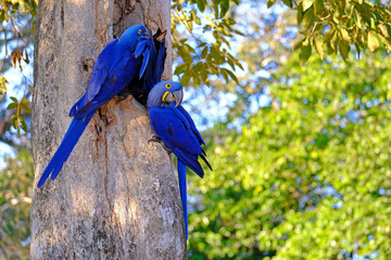 Hyacinth Macaw, Anodorhynchus Hyacinthinus, or Hyacinthine Macaw, Pantanal, Mato Grosso do Sul,...