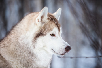 Close-up portrait of cute Siberian Husky dog sitting is on the snow in winter forest at sunset