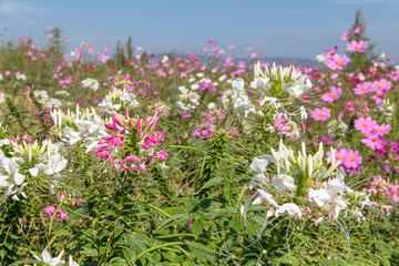 Obraz na płótnie Canvas Flower field beautiful of background,spring season flowers warm tone