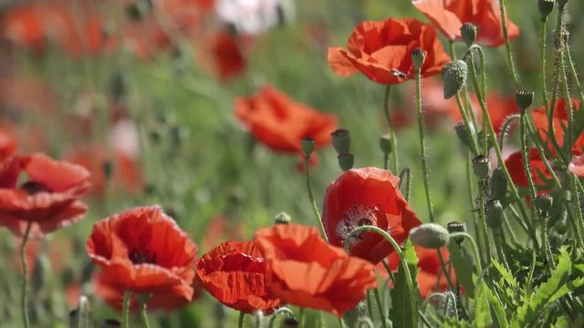 colorful coquelicot flowers blossom in dalat