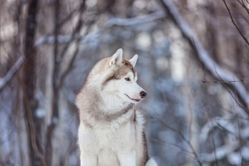 Portrait of beautiful and free siberian Husky dog standing on the snow in the fairy winter forest