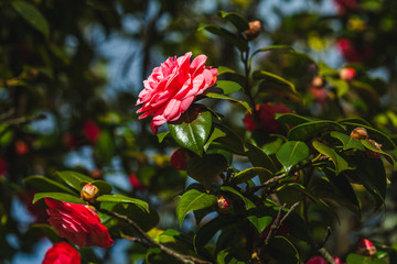 blossom of camelia