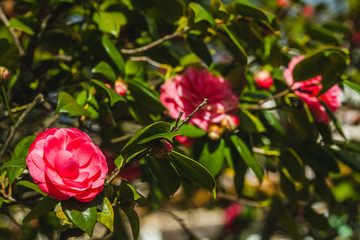 blossom of camelia