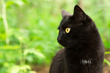 Beautiful bombay black cat portrait in profile with yellow eyes close up, copy space