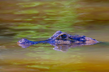 Close up of Yacare Caiman, Caiman Crocodilus Yacare Jacare, swimming in the Cuiaba river, Pantanal,...