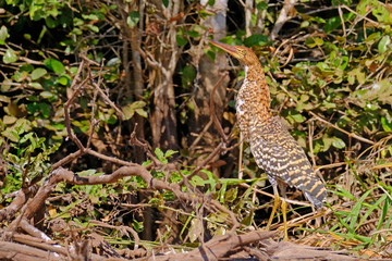 Juvenile young Rufescent Tiger Heron, Tigrisoma Lineatum, in the nature habitat near Porto Jofre, Pantanal, Brazil