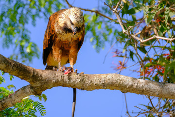 Black-collared Hawk, Busarellus Nigricollis, perched on a tree and eating a snake, Pantanal, Porto Jofre, Brazil