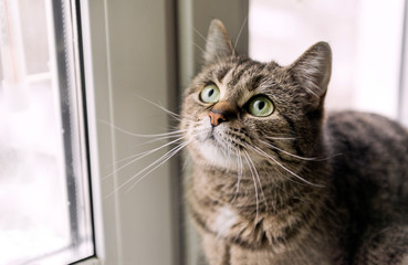 cats face with a mustache near the window, the cat looks up, eyes, hair, pet,