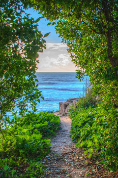 view on the atlantic ocean throught branches