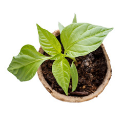 Paprika seedling in peat pot. Pepper sprout isolated on white. Top view. Gardening concept.