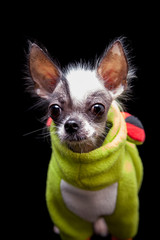 Peruvian hairless and chihuahua mix dog on black