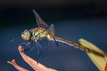 Beautiful nature scene dragonfly