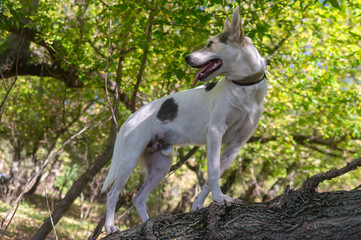 Cross-breed of hunting and northern white dog walking on a tree branch in autumnal forest