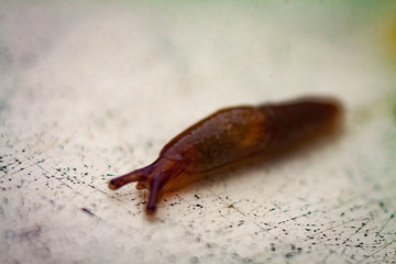 Red Slug on a green leaf