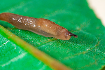 Red Slug on a green leaf