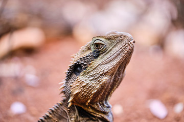Close up of water dragon on red soil in Australia