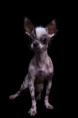 Peruvian hairless and chihuahua mix dog on black