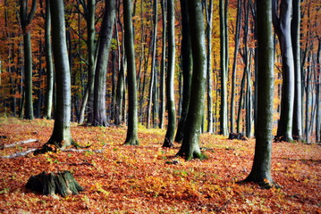 piękna jesień w lesie, drzewa