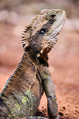Close up of water dragon on red soil in Australia