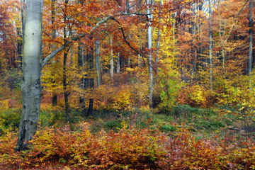 piękna jesień w lesie