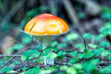 fly agaric mushroom