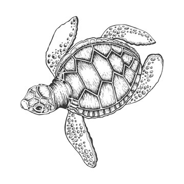 Turtle vector illustration. Scratch board style imitation. Hand drawn image.