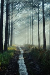 Fototapeta premium dreamy road among foggy pine forest