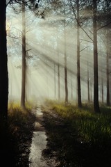 landscape of dreamy pine forest