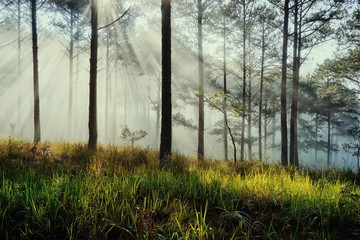 landscape of dreamy pine forest