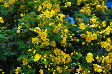 Obraz premium field of yellow flowers
