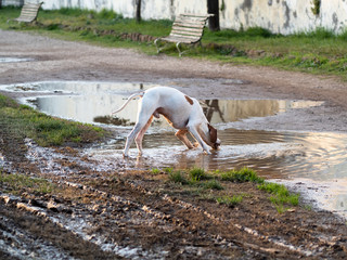 Cute dog drinking and playing in a large puddle 