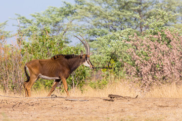 Naklejka premium one sable antelope (hippotragus niger) in savanna, bushes, blue sky