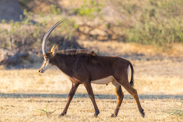 close side view potrait sable antelope (hippotragus niger) in savanna
