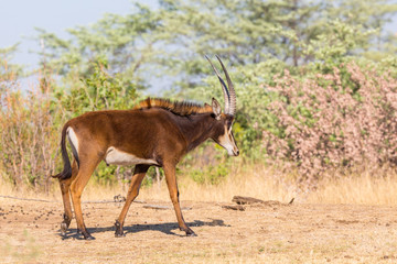one sable antelope (hippotragus niger) walking in savanna, blue sky