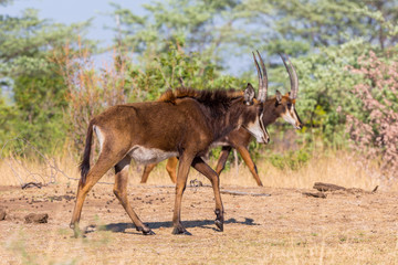 two sable antelopes (hippotragus niger) walking in savanna, blue sky
