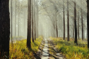 beautiful and empty road among pine forest