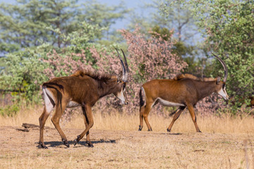 two sable antelopes (hippotragus niger) walking in savanna in sunlight