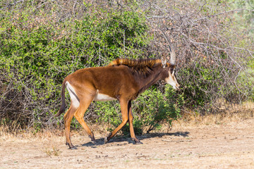 one sable antelope (hippotragus niger) walking in savanna with bushes