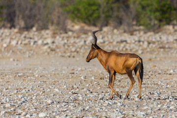 side view red hartebeest (alcelaphus buselaphus caama) on stony ground